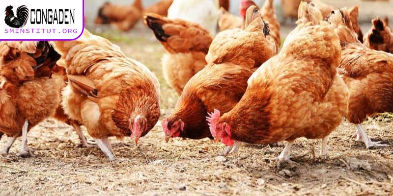 Bật mí cách trị mạt gà dựa vào hóa chất