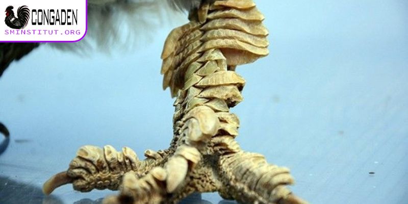 Cách chăm gà chân lông vảy loạn hiệu quả