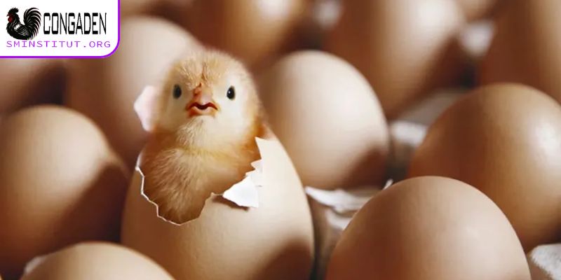 Cách chăm gà con mới xuống ổ qua môi trường sống