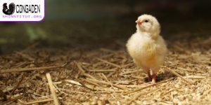 Cách chăm sóc gà con mới xuống ổ