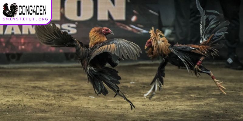 Cách giúp gà có vảy xấu tối ưu sức mạnh