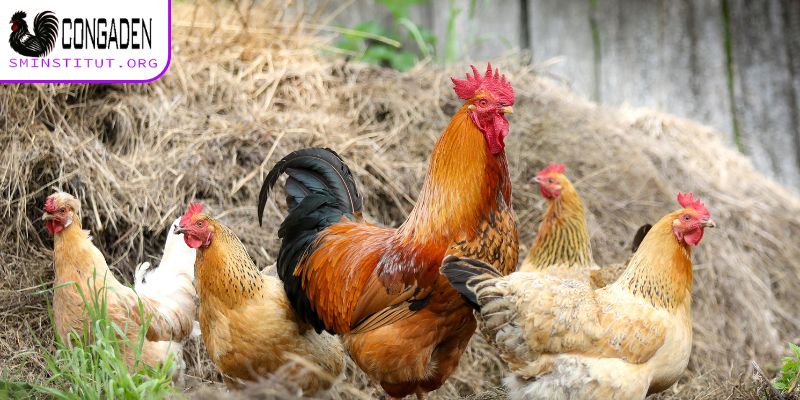 Cách ngừa gà ăn không tiêu hiệu quả nhất