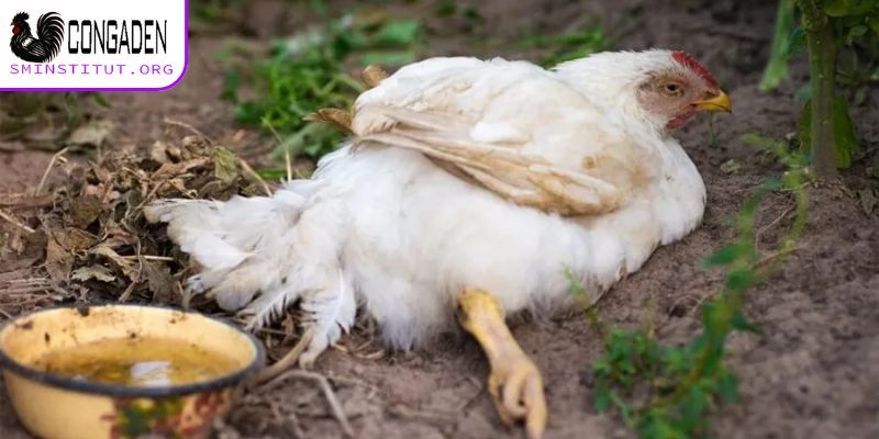 Cách nhận biết bệnh ký sinh trùng đường máu ở gà