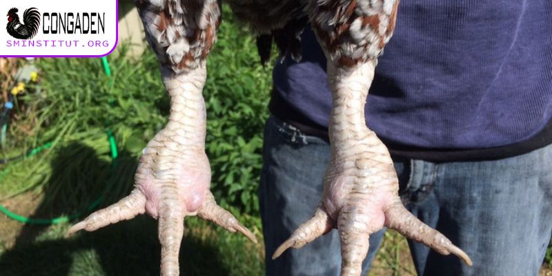 Cách nhận biết gà bị sưng khớp chân