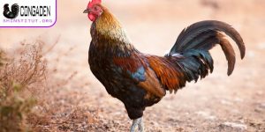 Gà ăn không tiêu