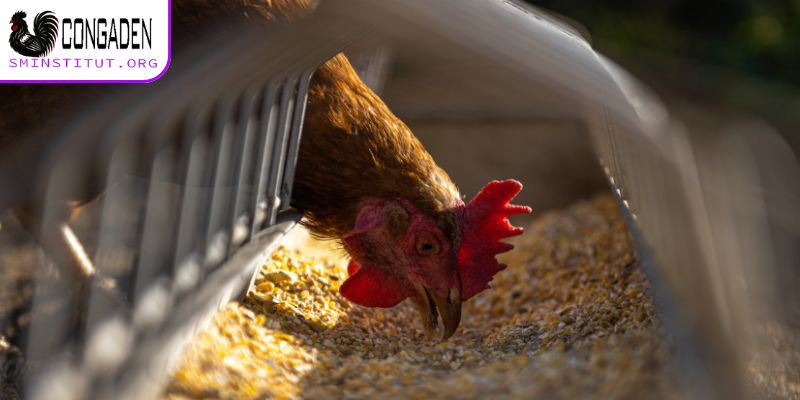 Gà ăn không tiêu sẽ có hậu quả thế nào khi lâu dài