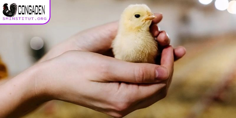 Lịch tiêm phòng đầy đủ cho gà con mới xuống ổ