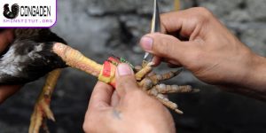 Quấn cựa gà đá