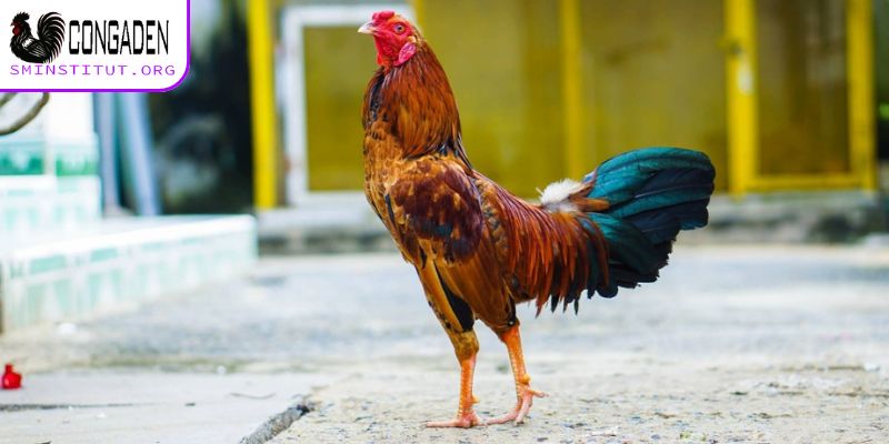 Tầm quan trọng của chế độ chăm sóc gà chọi