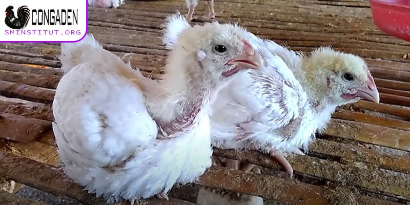 Tổng quan về bệnh ký sinh trùng đường máu ở gà