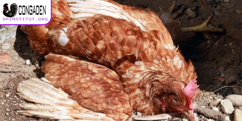 Yếu tố môi trường cũng gây ảnh hưởng khá lớn đến gà