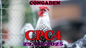 Xem lại clip đá gà Thomo CPC4 ngày 29/10/2025