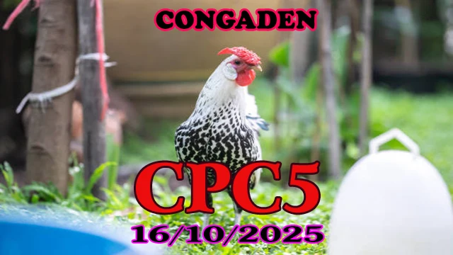 Full clip đá gà thomo hôm nay C5 ngày 16/10/2025