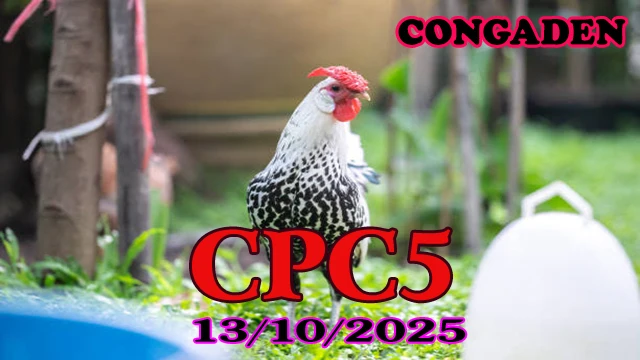 Xem lại đá gà Thomo hôm nay C5 ngày 13/10/2025