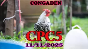 Phát Lại Video Clip Trực Tiếp Đá Gà CPC5 11/11/2025