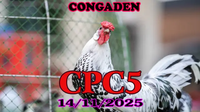 Cực Hot: Full Clip Đá Gà Thomo CPC5 Hôm Nay 14/11/2025