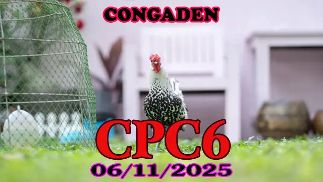 Full clip đá gà Thomo CPC6 hôm nay 06/11/2025 hot nhất