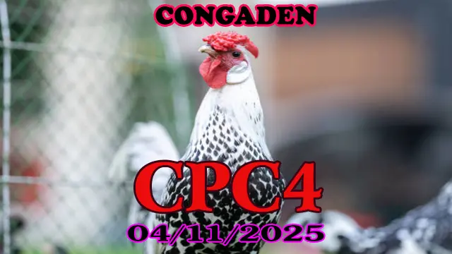 Xem lại đá gà Thomo CPC4 ngày 04/11/2025 hôm nay