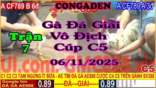 Gà Đá Giải C5 Trận 7: A.CF789 B (6đ-đỏ) vs A.CF789 A (3đ-xanh)