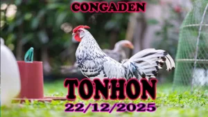 Clip đá gà trực tiếp Tonhon hôm nay 22-12-2025