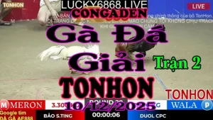 Gà Đá Giải TONHON Trận 2 A Bảo Sting vs A Đuôn CPC – Hạng Cân 3.3kg