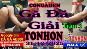 Gà Đá Giải TONHON Trận 5 A Tây Ba Chúc vs A Lucky – Hạng Cân 3.2kg