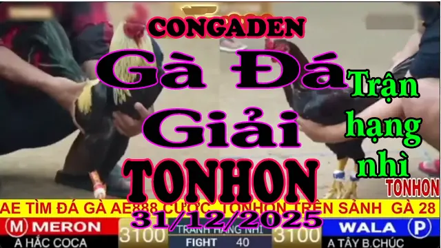 Gà Đá Giải TONHON Tranh Hạng Nhì Hắc Coca vs A Tây Ba Chúc – Hạng Cân 3.1kg