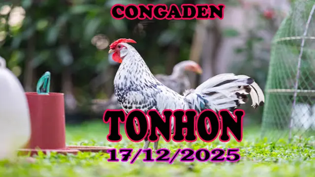 Video đá gà Tonhon 17122025 trực tiếp phát lại