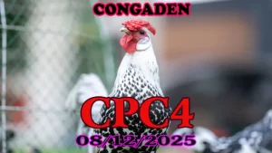 Video trực tiếp đá gà Thomo CPC4 hôm nay 08122025 full HD phát lại