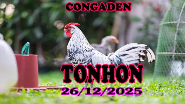 Xem Video Clip Đá Gà Tonhon 26122025 Phát Lại