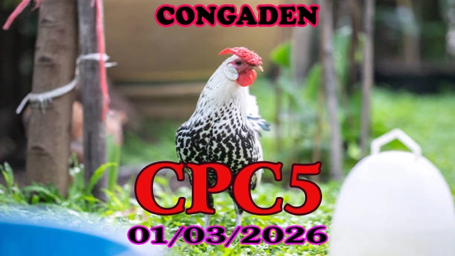 Tổng hợp xem đá gà trực tiếp CPC5 01032026 hấp dẫn nhất